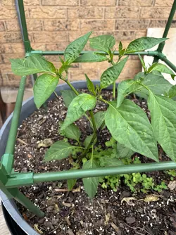 jalapeno.jpeg.webp