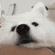 Ren