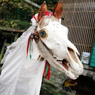 NobleGreyHorse