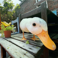 BentDuck