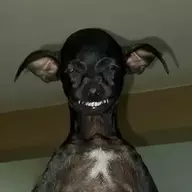That Chris Guy