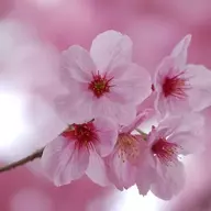 SakuraRose