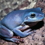 Blue Frog