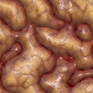 Substantia Grisea