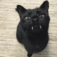 Sneed Halation