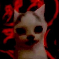 weird looking cat