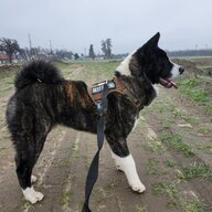 ThatsMyDog