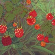 raspberrybeans
