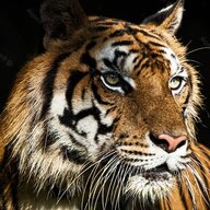 Norbert the Tiger