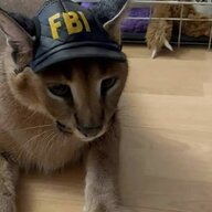 bushidobrown