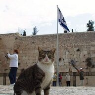 The Feline Solution
