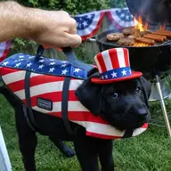 Disgruntled Pupper