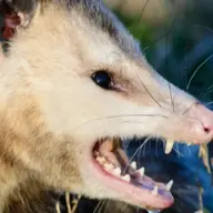 Roving Opossum