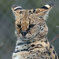 DrunkServal