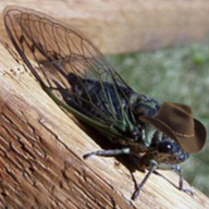 cicada cowboy