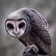 Birdbonks