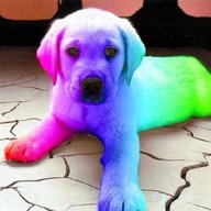 Rainbow Puppy