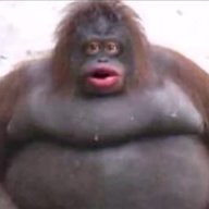 Le Monke