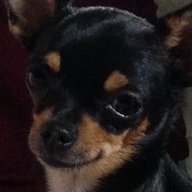 RobotDog