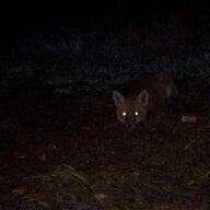 Hungry Fox