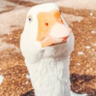 TanglingGoose