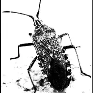 Anasa Tristis