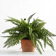 A Fucking Houseplant