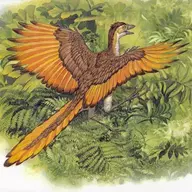 Archaeopteryx