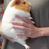 blow dryer
