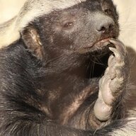 Smiling Honeybadger