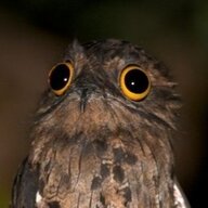 Sexy Potoo