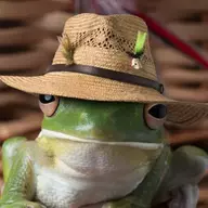 Frog in a Hat