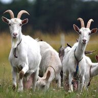 Goat Fan