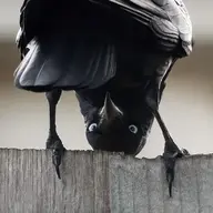 corvuscorax