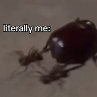 beetlewearingbugshoes