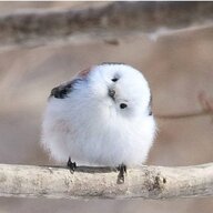 PuffMacMuffin