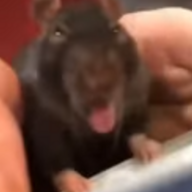 Schizo Rat