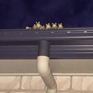 grenouille crétine