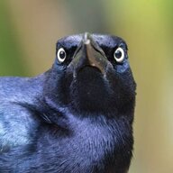CracklerGrackler