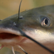 Channel Catfish
