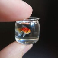 little feesh