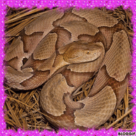 Agkistrodon contortrix
