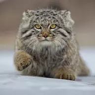 Pallas' Cat