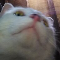 Don Gato