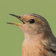 Pipit