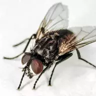 A Fly on the wall