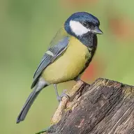 Paridae
