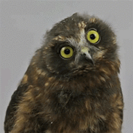 Owlflaps