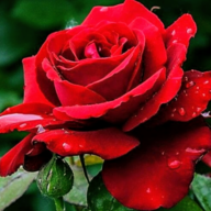 Rosa_Rojo