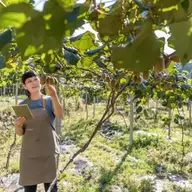 Actinidia Agriculture
